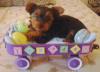 Your Yorkie Pics and weight-pics-161.jpg