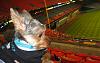Bark at the Ball Park!!!-dino-046.jpg