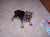 Picture of my Cotton Coat Yorkie-roxie505.jpg