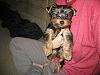 Yorkies are like potato chips...-small-kira.jpg