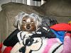 Yorkies are like potato chips...-small-renji.jpg