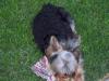 Picture of my Cotton Coat Yorkie-roxie504.jpg