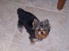 Picture of my Cotton Coat Yorkie-roxie502.jpg