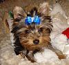 no bows for Kacy-dsc01294.jpg