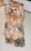Picture of my Cotton Coat Yorkie-kiki-2-2005.jpg