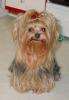 Picture of my Cotton Coat Yorkie-kiki1-2005.jpg