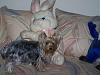 Tricksie with her Blues Man-bunny2.jpg