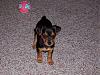 My Dorkie Wednesday-wennie1.jpg