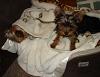 My Sleepy Babies-dsc01370.jpg