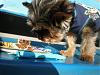 Roxi went to her first Bday party!!! SOOOOO cute!!!-p5030131.jpg