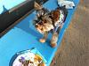 Roxi went to her first Bday party!!! SOOOOO cute!!!-p5030141.jpg