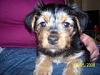 My New Puppy Mika Came Home Today!!!-mikafaceresized.jpg