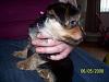 My New Puppy Mika Came Home Today!!!-mikasideveiwresize.jpg