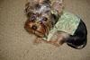 Introducing!!!!!!!!!!-yorkie-talk-pictures.jpg