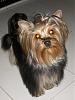 Gypsy at 11 months old-dia-madre-122.jpg