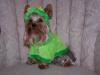 Halloween Photos!-gizmo.jpg