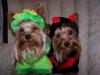 Halloween Photos!-gizmozaylee.jpg