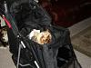Scooter's New Stroller!-str2.jpg