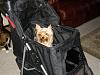 Scooter's New Stroller!-str3.jpg