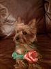 "The Bachelor": Scout has a rose for a lucky lady!-scoutrose.jpg