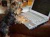 Digby Checking out Yorkie Talk-digby-pc1.jpg