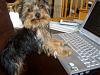 Digby Checking out Yorkie Talk-digby-pc2.jpg