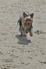 Our trip to the Dog Beach in San Diego-img_1207.jpg