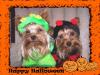 Halloween Photos!-gizmozaylee.jpg