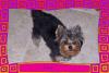 Picture of my Cotton Coat Yorkie-roxie.jpg
