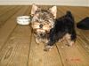 Yoshi turned a year old yesterday...-dsc03100-vi.jpg
