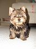 Yoshi turned a year old yesterday...-dsc03367-vi.jpg