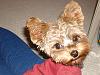 Yoshi turned a year old yesterday...-dsc04356-vi.jpg