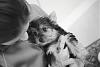 Our new Yorkie: Buster-7196007-r1-e017.jpg