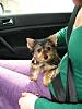 Our new Yorkie: Buster-buster-home-008.jpg