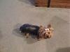Please post pictures of your black and tan yorkies-iphone2-004.jpg
