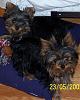 Please post pictures of your black and tan yorkies-baby.jpg