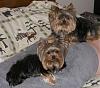 Please post pictures of your black and tan yorkies-100_11652.jpg
