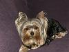 Please post pictures of your black and tan yorkies-100_0629.jpg