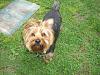Please post pictures of your black and tan yorkies-cimg0019-1.jpg