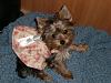 Please post pictures of your black and tan yorkies-p4170048.jpg