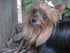 Please post pictures of your black and tan yorkies-roxy.jpg