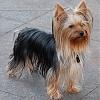 Please post pictures of your black and tan yorkies-feb-018_kylee.jpg