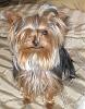 Please post pictures of your black and tan yorkies-p5050724.jpg