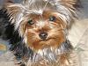 Please post pictures of your black and tan yorkies-p5.jpg