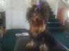 Please post pictures of your black and tan yorkies-s4010027c.jpg