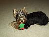 Please post pictures of your black and tan yorkies-p8270765.jpg