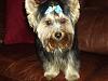 Please post pictures of your black and tan yorkies-pb190874.jpg