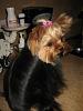 Please post pictures of your black and tan yorkies-1.jpg