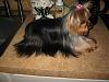 Please post pictures of your black and tan yorkies-2.jpg