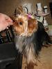 Please post pictures of your black and tan yorkies-3.jpg